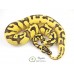 Enchi Pastel Fire Yellow Belly